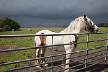 Horse Pane 1, Horse Panel 1